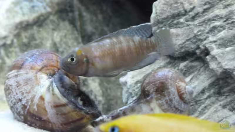 Aquarien mit Schneckenbuntbarschen