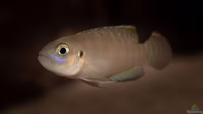 Neolamprologus brevis kigoma von fotto (8)