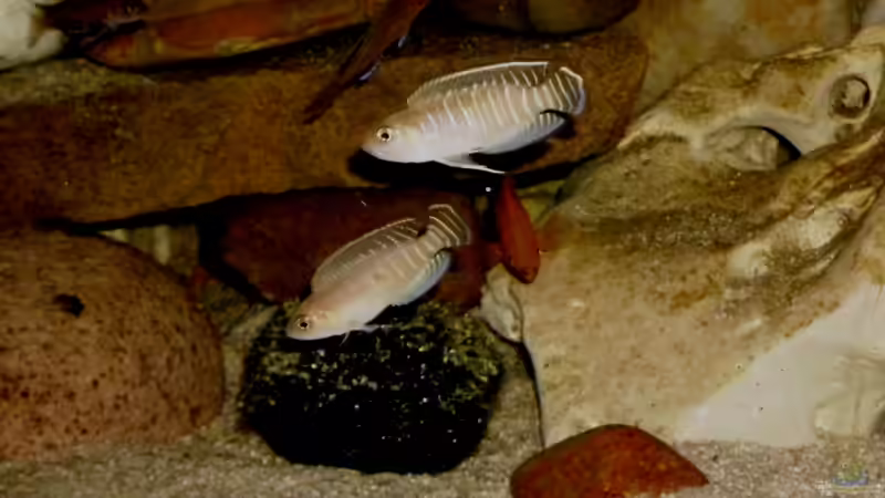 Neolamprologus brevis Kiku 1 von Angelheart (37)