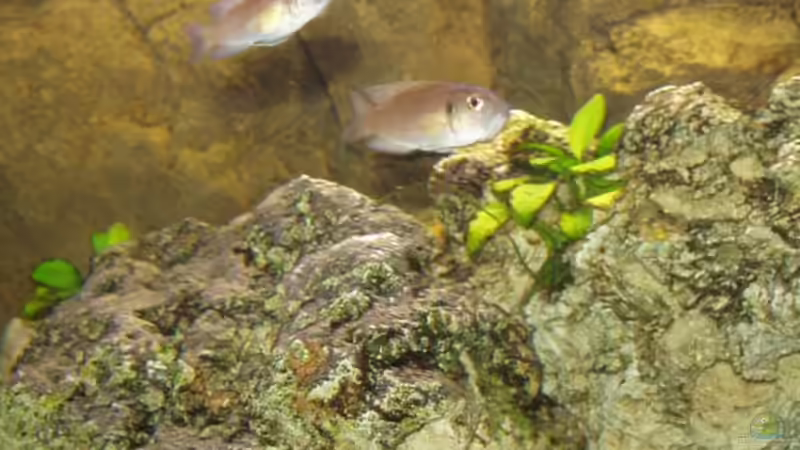 Neolamprologus brevis von Birkenzeisig (8)