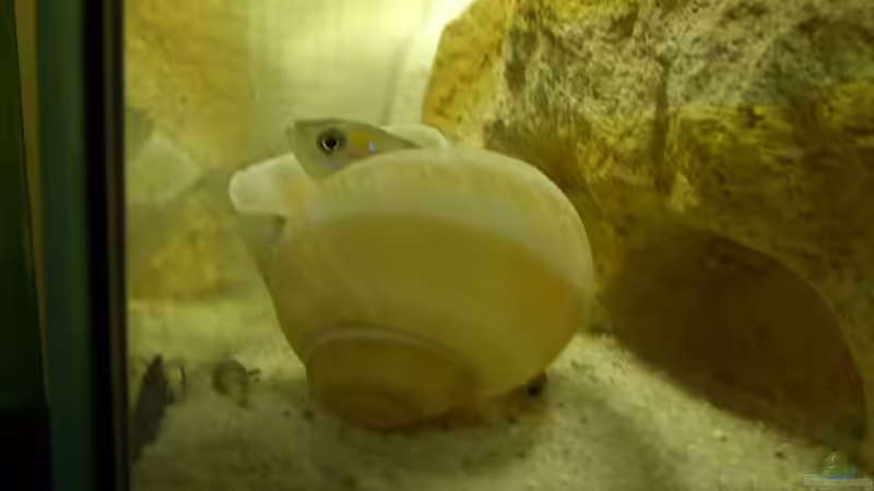 Neolamprologus Brevis von Eric Sautner (6)