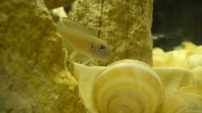 Neolamprologus Brevis von Eric Sautner (7)