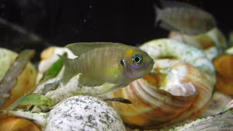 Neolamprologus Brevis von Paul Hellberg (9)