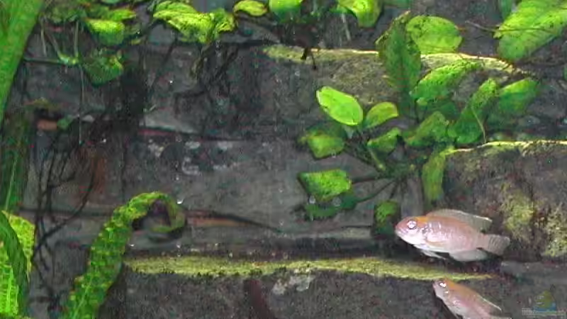 Neolamprologus brevis von Thomas Röckemann (5)