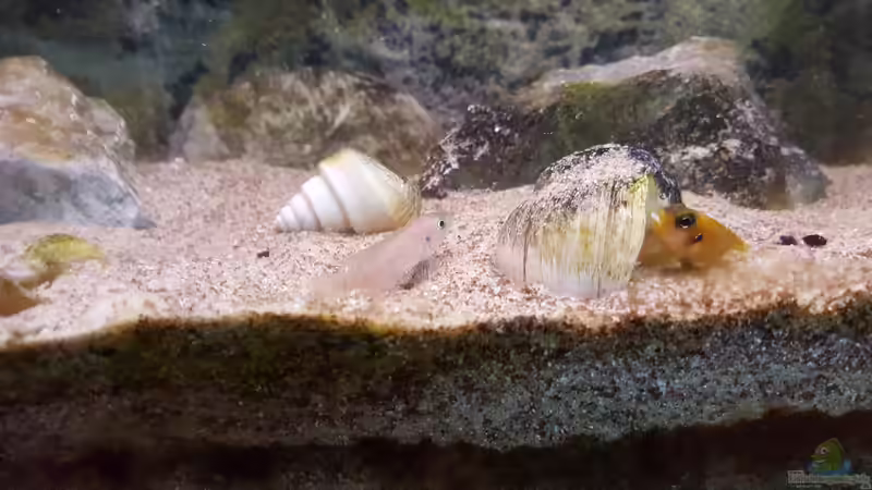 Neolamprologus brevis-Weibchen und Lamprologus ocellatus ´gold´ - Männchen von Bämbel (23)
