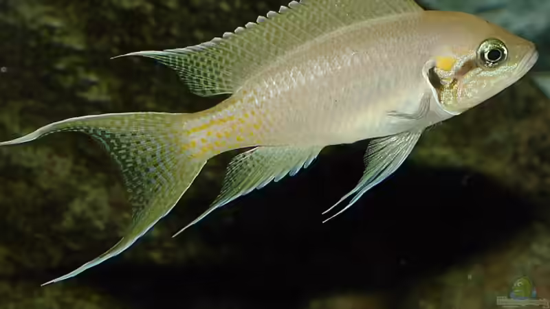 Neolamprologus brichardi, leider nach 9 (!) Jahren gestorben. von Georg Botz (17)