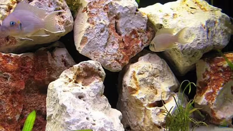 Neolamprologus Brichardi  von Michael Leist (10)