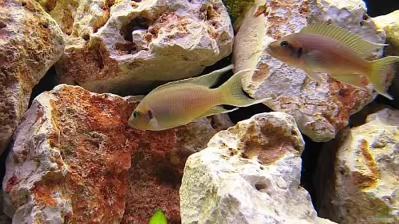 Neolamprologus Brichardi  von Michael Leist (11)