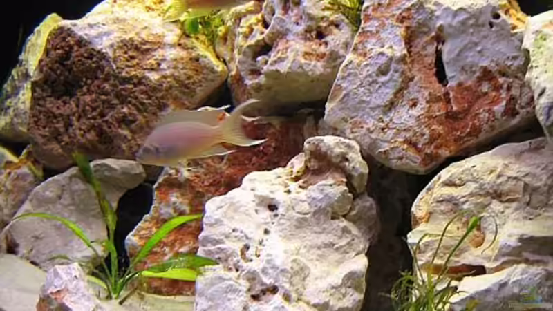 Neolamprologus Brichardi  von Michael Leist (8)