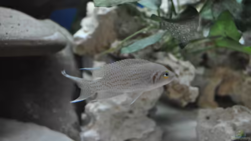 Neolamprologus brichardi ´Fulwe Rocks´ von Patrick Scheffer (14)