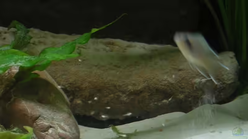 Einrichtungsbeispiele für Aquarien mit Prinzessin von Burundi (Neolamprologus brichardi)