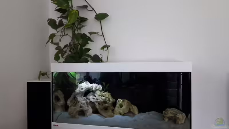 Neolamprologus brichardi low tech tagsüber von Rob B (1)