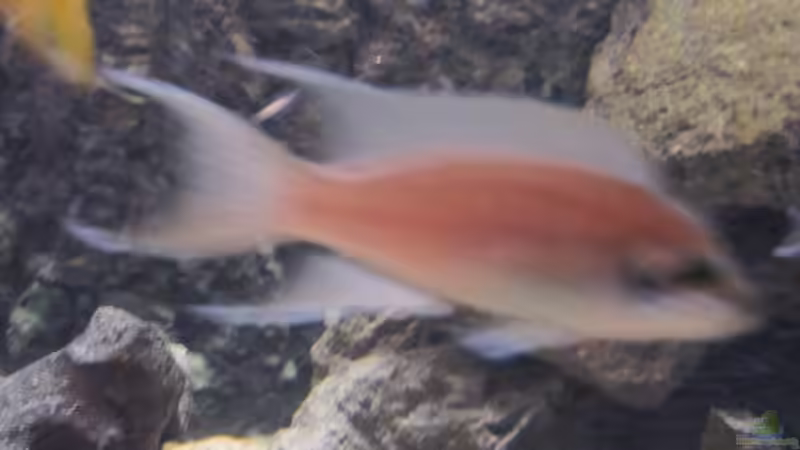 Neolamprologus brichardi von Haens84 (30)