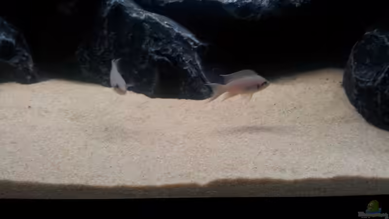 Neolamprologus brichardi von Labson (3)