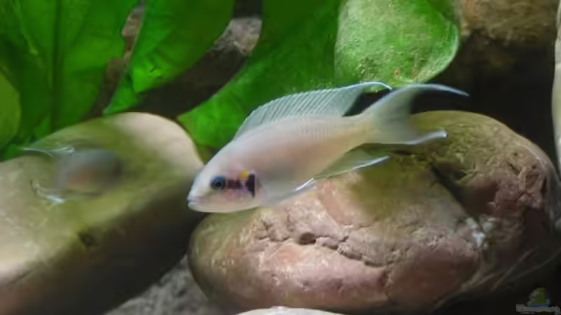 Neolamprologus Brichardi von Markus M. (11)