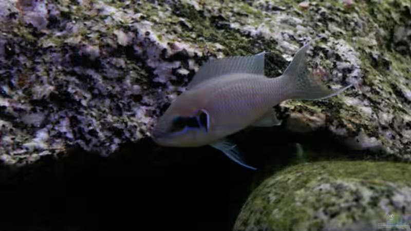 Neolamprologus Brichardi von Paul Hoffmann (11)