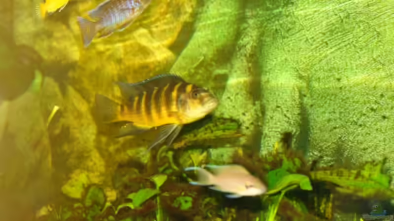 Neolamprologus brichardi von s.hofer (5)