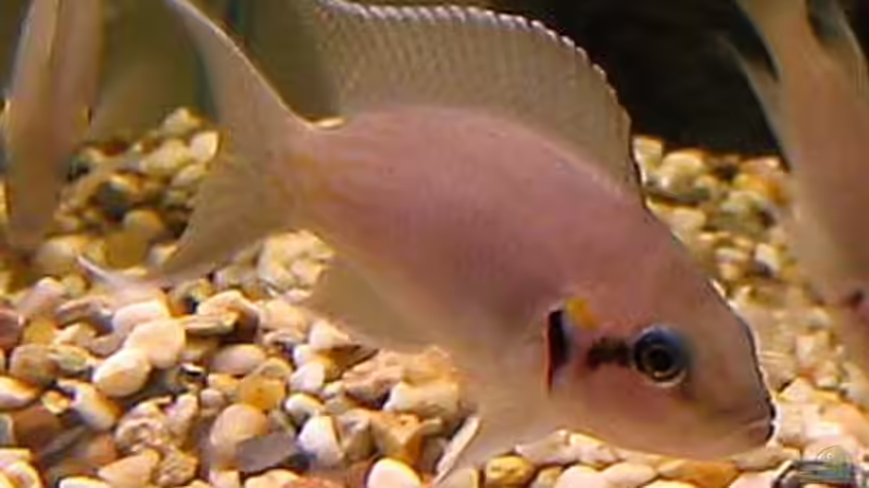 Neolamprologus Brichardi von Stephan Krammer (9)