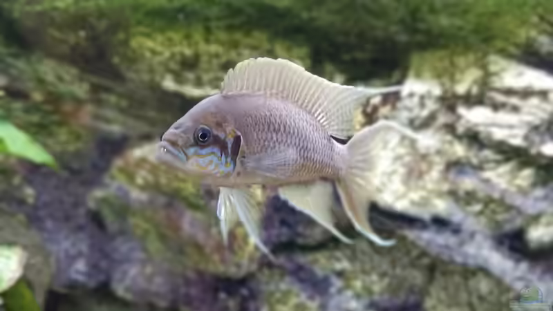 Neolamprologus Brichardi von TangaFan (3)