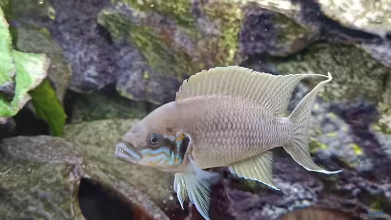 Neolamprologus Brichardi von TangaFan (5)