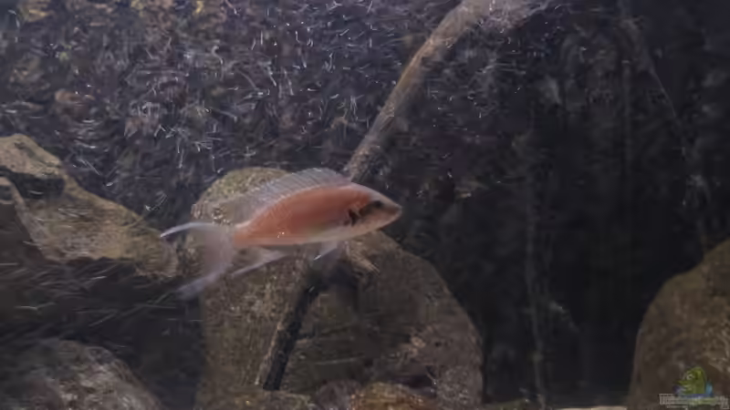 Einrichtungsbeispiele für Aquarien mit Prinzessin von Burundi (Neolamprologus brichardi)