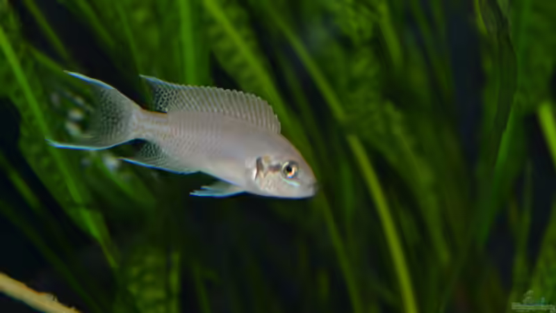 Einrichtungsbeispiele für Aquarien mit Prinzessin von Burundi (Neolamprologus brichardi)