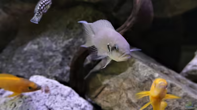 Einrichtungsbeispiele für Aquarien mit Prinzessin von Burundi (Neolamprologus brichardi)
