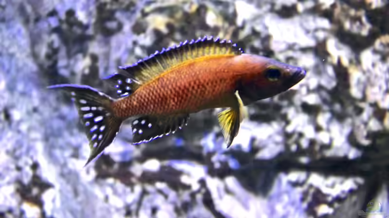 Neolamprologus buescheri im Aquarium (Einrichtungsbeispiele für Spindelbuntbarsche)