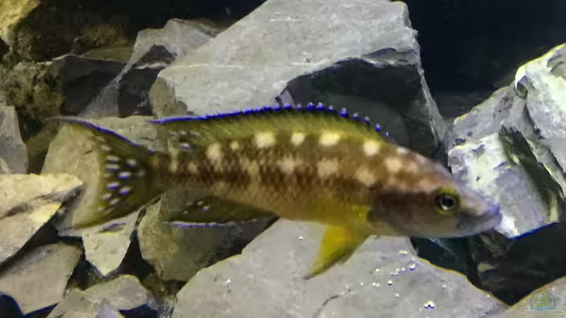 Neolamprologus buescheri im Aquarium (Einrichtungsbeispiele für Spindelbuntbarsche)