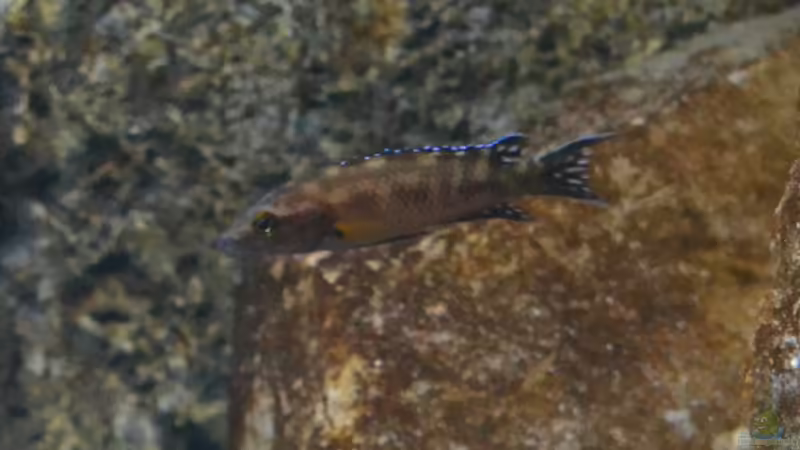 Neolamprologus buescheri ´kamakonde´ Männchen von falleb (32)