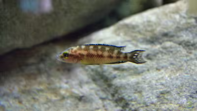 Neolamprologus buescheri ´Kamakonde´ von Didi (45)