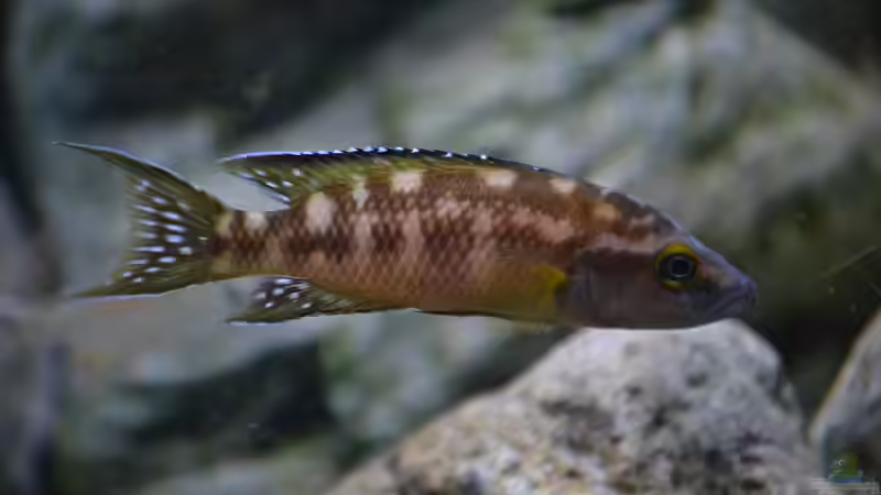 Neolamprologus buescheri ´kamakonde´ von falleb (6)