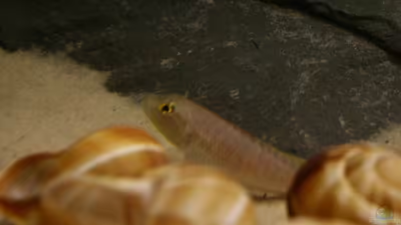 Aquarien mit Lamprologus callipterus