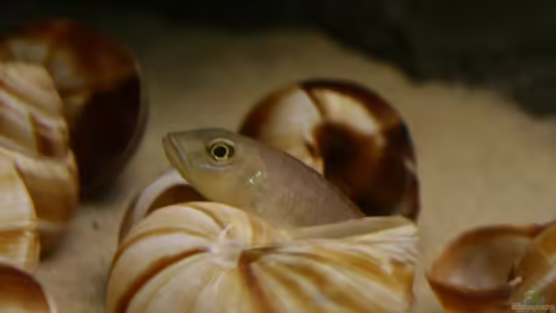 Aquarien mit Lamprologus callipterus