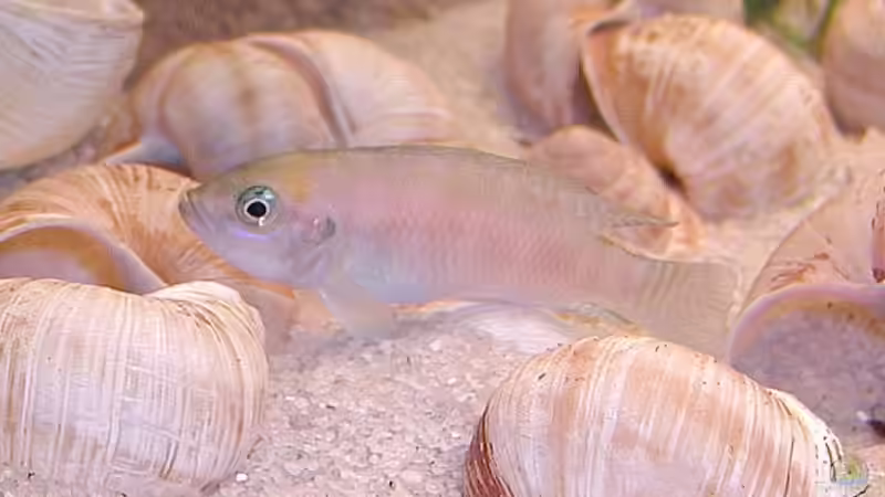 Neolamprologus calliurus - Herrscher über 50 Schneckenhäuser von Martin Eberhardt (17)