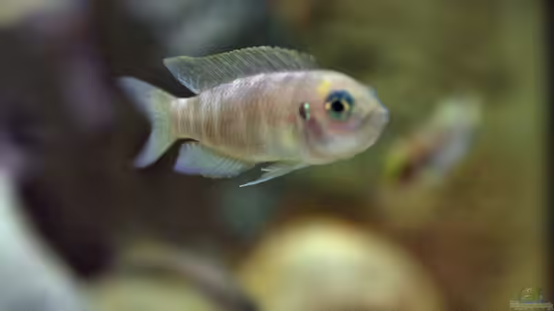 Neolamprologus calliurus Weibchen von Didi (43)