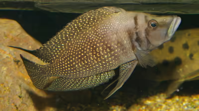 Neolamprologus calvus von Thomas Pieper (10)