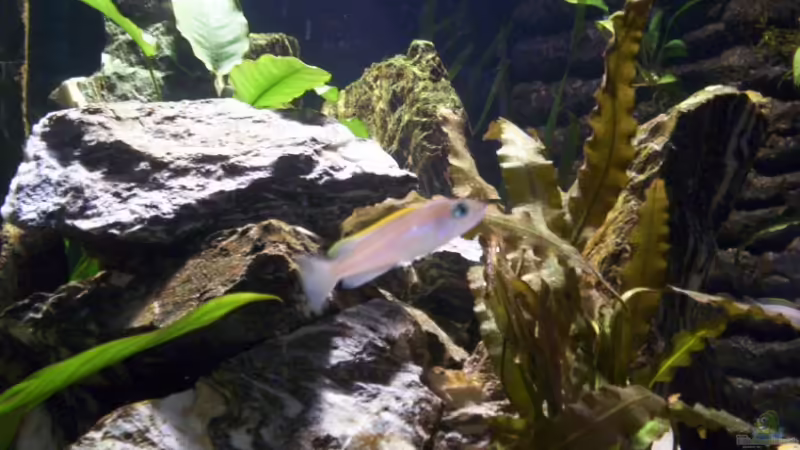 Neolamprologus Caudimaculatus von schmitzkatze (12)