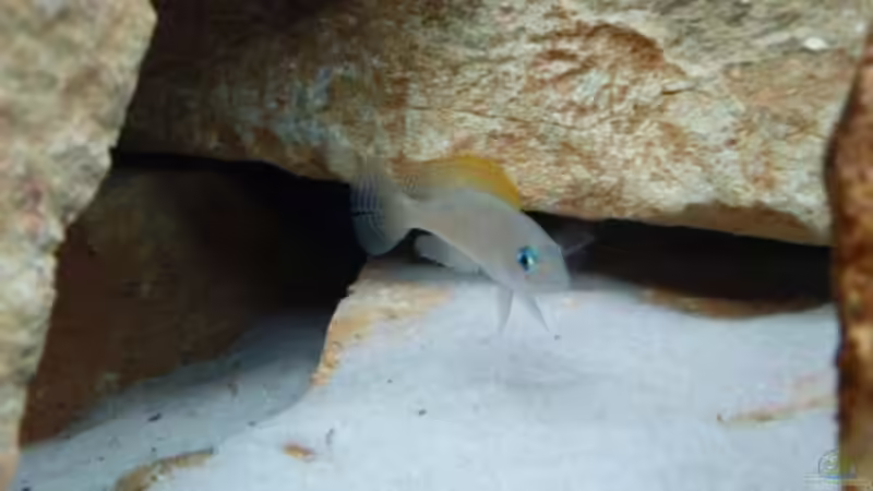 Neolamprologus caudopunctatus, 23.05.08 (keine mehr aktuell im AQ) von Patrick Bärenfaller (17)