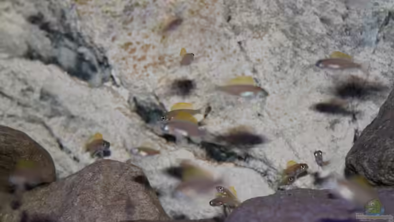 Neolamprologus caudopunctatus, 3,5 Monate alt