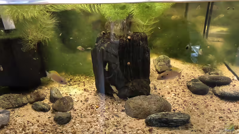 Neolamprologus caudopunctatus Family  von Helga Kury (1)