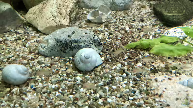 Neolamprologus caudopunctatus Jungtiere Babies von Helga Kury (6)