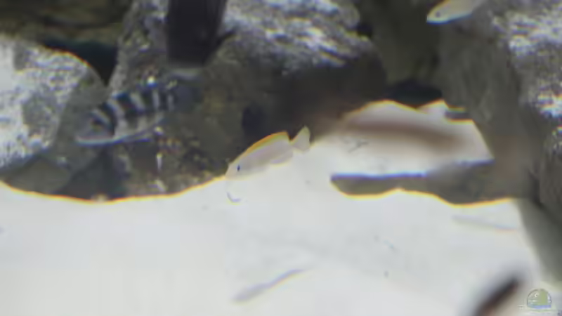 Aquarien mit Neolamprologus caudopunctatus (Gelbflossen-Tanganjikabuntbarsch)