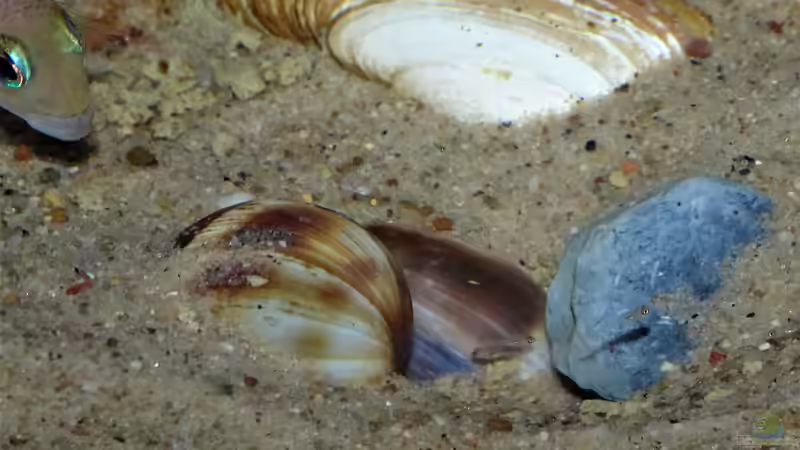 Neolamprologus caudopunctatus mit ersten Larven von Cichliden-Kabuff (28)