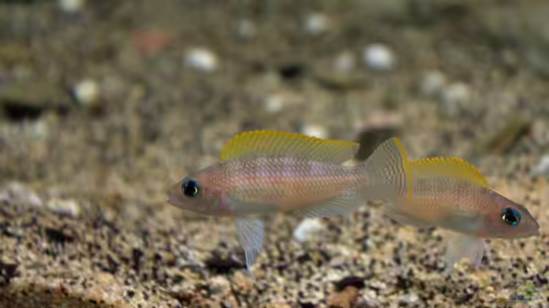 Neolamprologus caudopunctatus von Didi (6)
