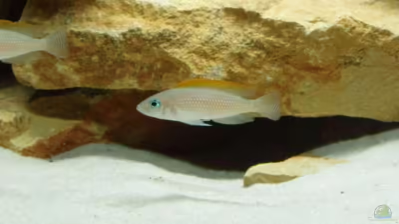 Neolamprologus caudopunctatus-Weibchen, 23.05.08 (keine mehr aktuell im AQ) von Patrick Bärenfaller (18)