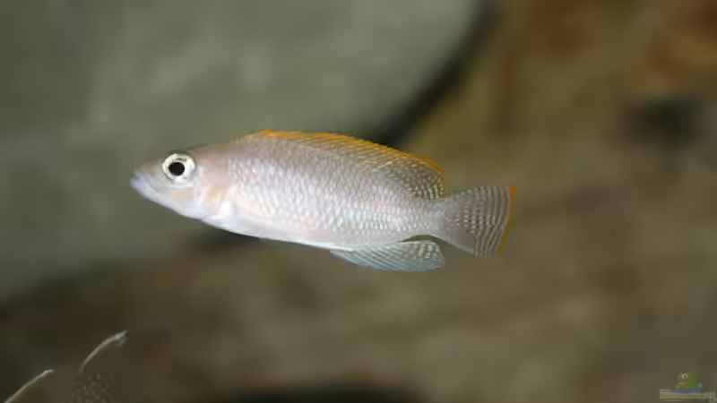 Aquarien mit Neolamprologus caudopunctatus (Gelbflossen-Tanganjikabuntbarsch)