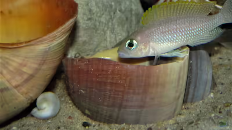 Aquarien mit Neolamprologus caudopunctatus (Gelbflossen-Tanganjikabuntbarsch)