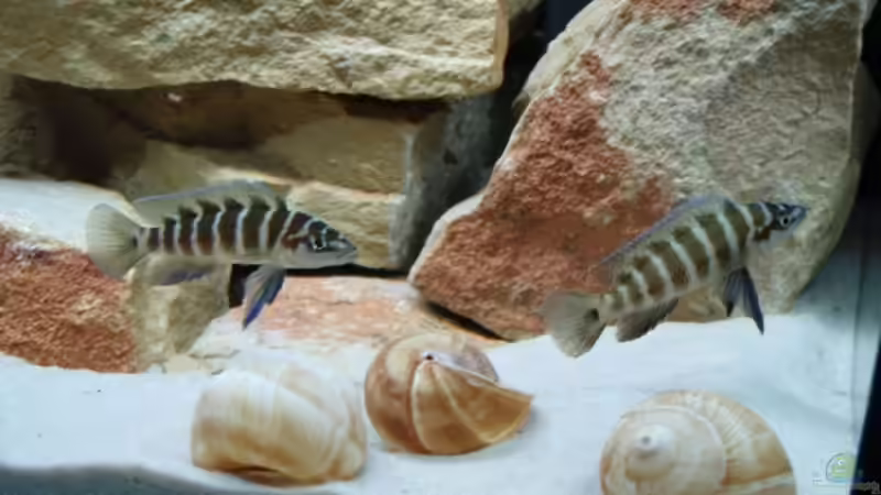 Neolamprologus cylindricus (1/1), 14.04.08 (Seit 19.05.08 aufgrund neuem Besatz nicht von Patrick Bärenfaller (14)