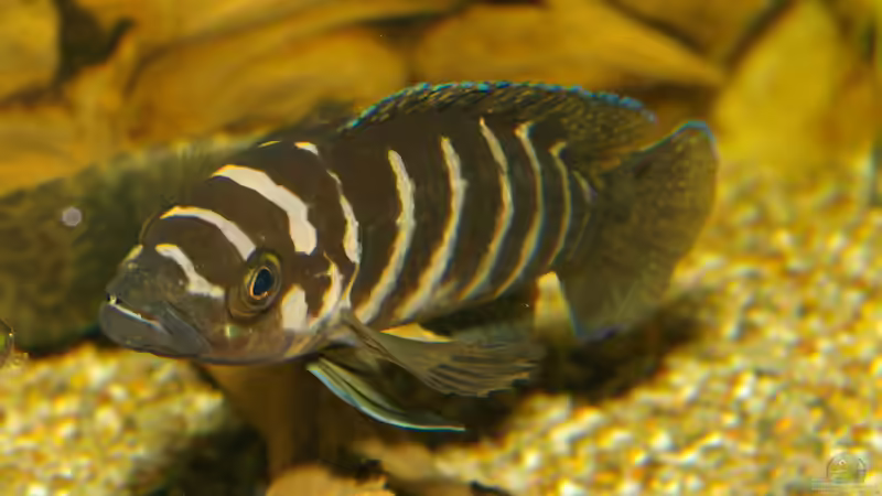 Neolamprologus cylindricus von Thomas Pieper (12)